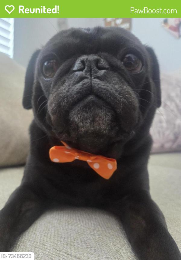 Reunited Male Dog last seen Lado De La Loma, Vista, CA 92083