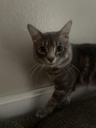 Lost Male Cat last seen Near claridge, San Antonio, TX 78250