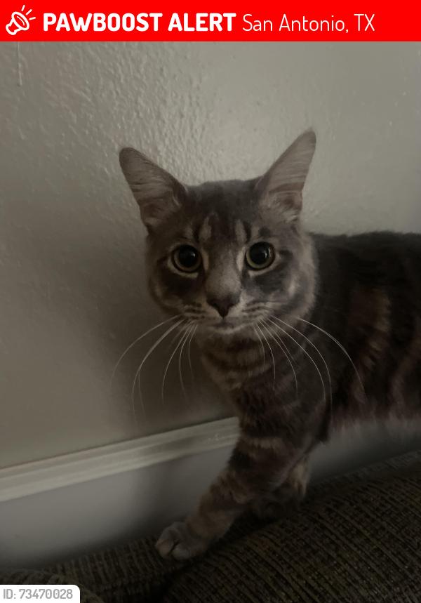 Lost Male Cat last seen Near claridge, San Antonio, TX 78250