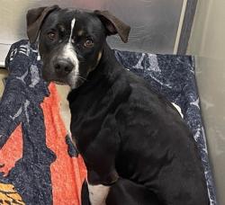 Shelter Stray Male Dog last seen Near N Ivy Street, Escondido, CA, 92025, Escondido, CA 92027, USA