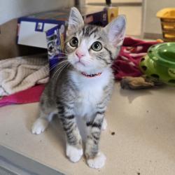 Shelter Stray Female Cat last seen Near 85th Avenue, OAKLAND, CA, 94621, 4651 Gleason Dr, Dublin, CA 94568, USA