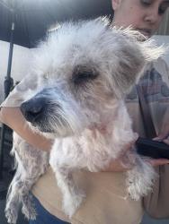 Reunited Male Dog last seen Near W 139th St, Hawthorne, CA 90250