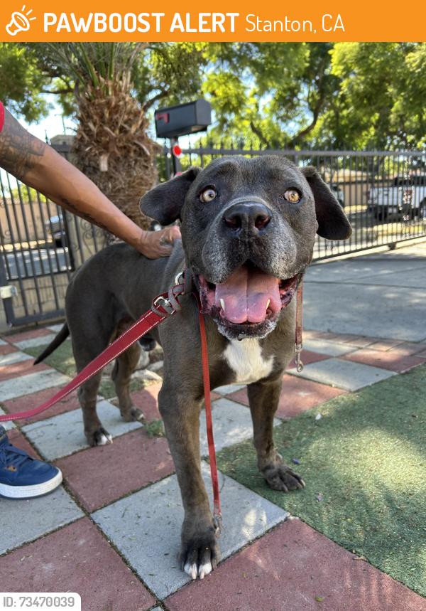 Found/Stray Male Dog last seen Chapman and beach blvd, Stanton, CA 90680