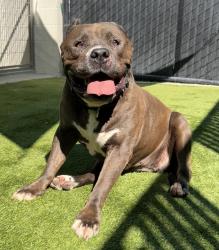 Shelter Stray Female Dog last seen Cuyumaca Avenue, El Cajon, CA, 92020, El Cajon, CA 92020, USA