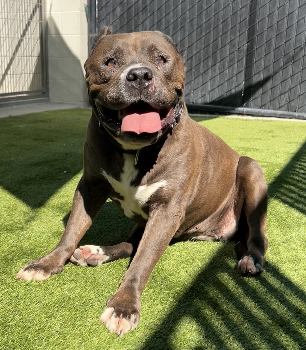 Shelter Stray Female Dog last seen Cuyumaca Avenue, El Cajon, CA, 92020, El Cajon, CA 92020, USA