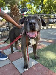 Found/Stray Male Dog last seen Chapman and beach blvd, Stanton, CA 90680