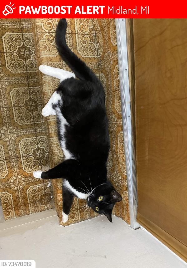 Lost Male Cat last seen Lalondes Market, 7-11, Greenfield Park, Midland, MI 48642