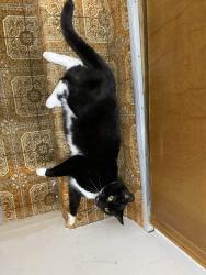 Lost Male Cat last seen Lalondes Market, 7-11, Greenfield Park, Midland, MI 48642