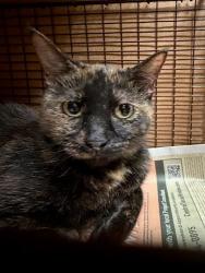 Shelter Stray Female Cat last seen Near Rogge Lane, AUSTIN, TX, 78723, 7201 Levander Loop bldg a, Austin, TX 78702, USA