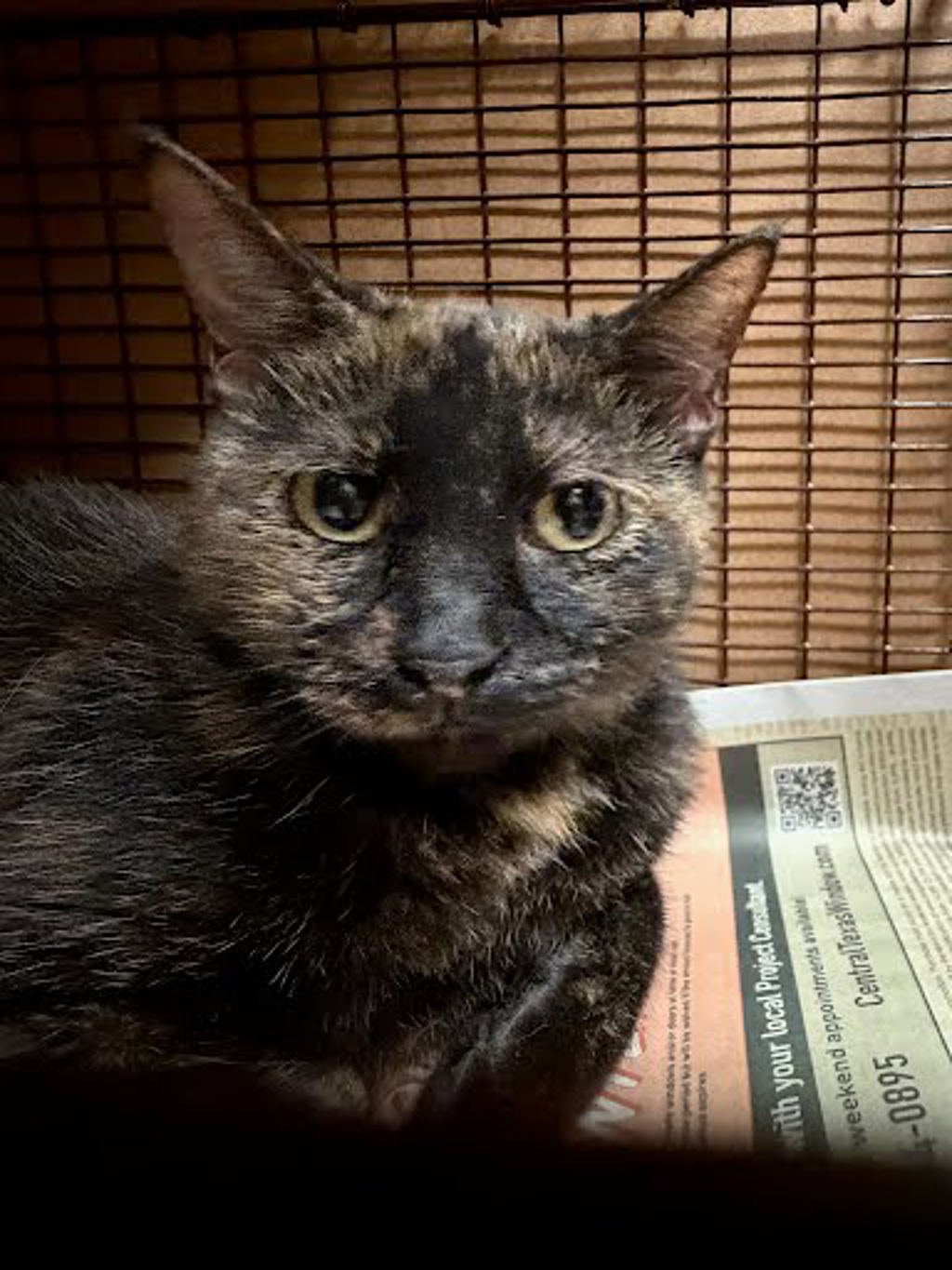 Shelter Stray Female Cat last seen Near Rogge Lane, AUSTIN, TX, 78723, 7201 Levander Loop bldg a, Austin, TX 78702, USA