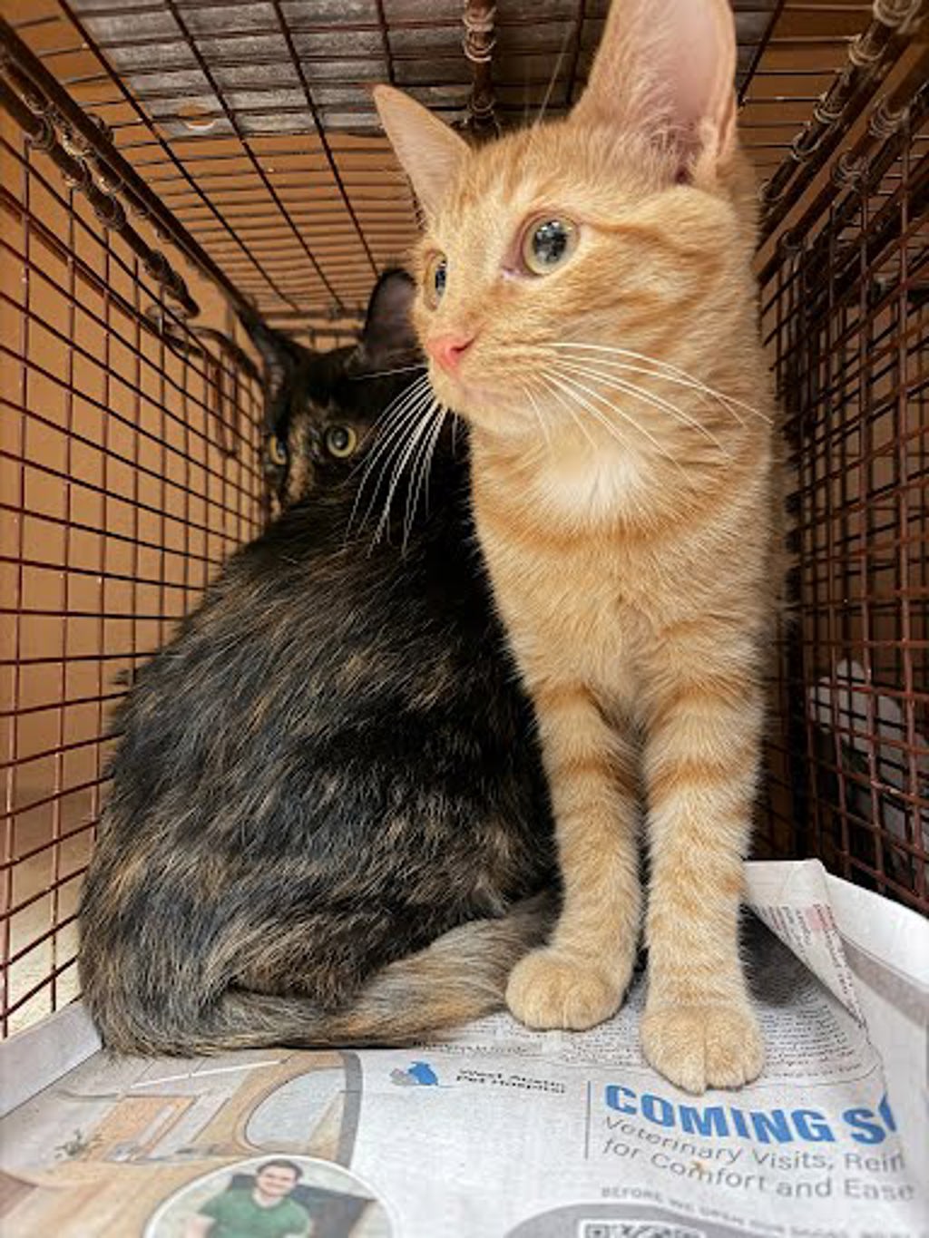 Shelter Stray Female Cat last seen Near Rogge Lane, AUSTIN, TX, 78723, 7201 Levander Loop bldg a, Austin, TX 78702, USA