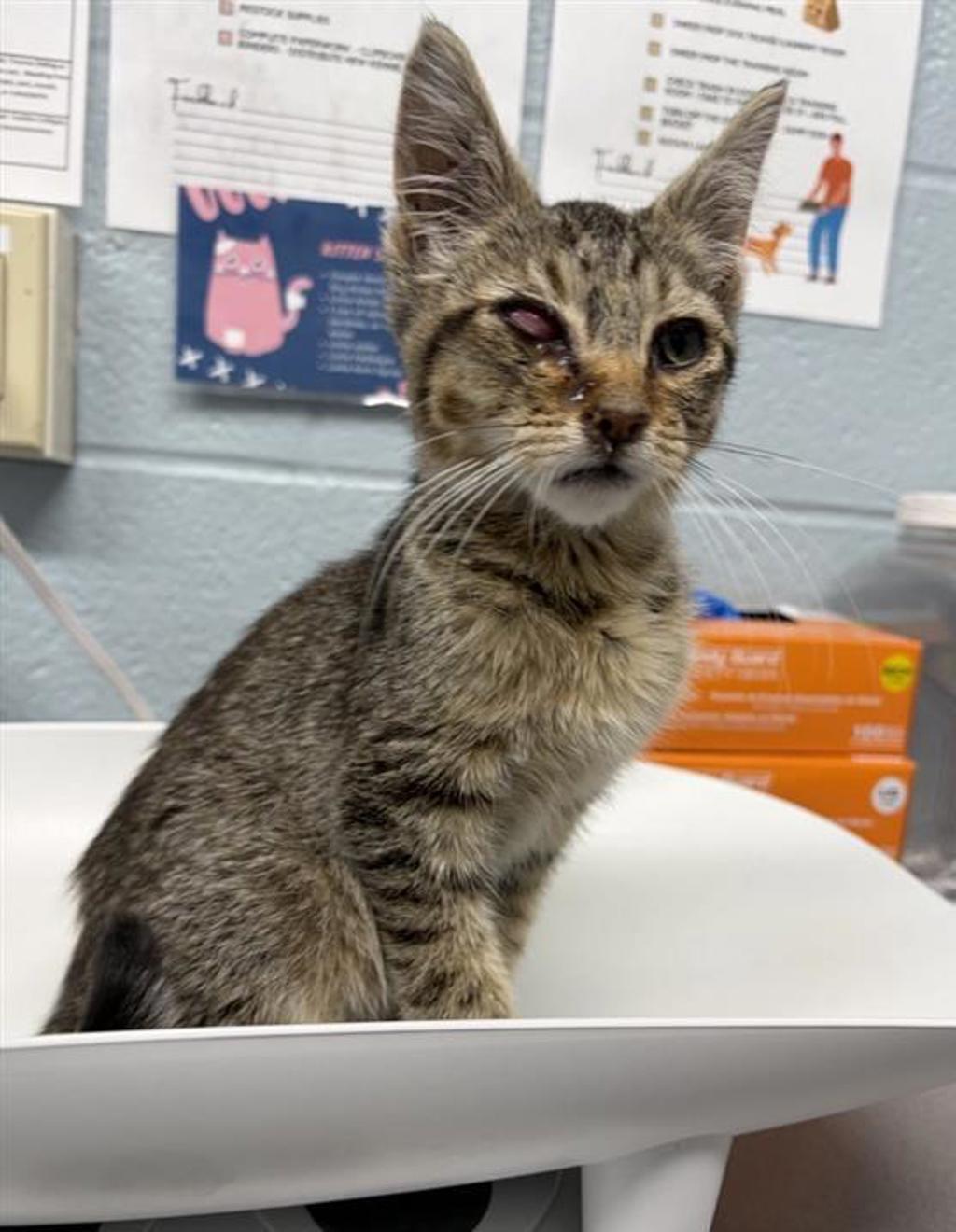 Shelter Stray Male Cat last seen intersection of 6th St N & Central ave, GREAT FALLS, MT, 59401, 1010 25th Ave NE, Great Falls, MT 59404, USA