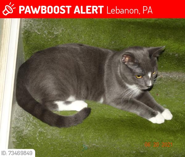 Lost Female Cat last seen Chestnut Street and S 1st Avenue, Lebanon, PA 17042