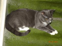 Lost Female Cat last seen Chestnut Street and S 1st Avenue, Lebanon, PA 17042
