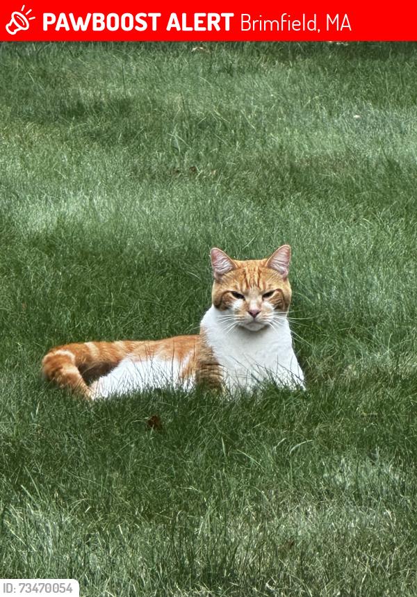 Lost Male Cat last seen Dingley Dell, Brimfield, MA 01010