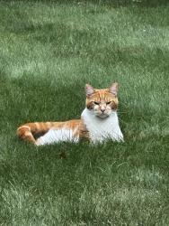 Lost Male Cat last seen Dingley Dell, Brimfield, MA 01010