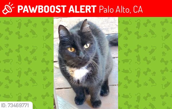 Lost Male Cat last seen In front of Palo Verde Elementary School, Palo Alto, CA 94306