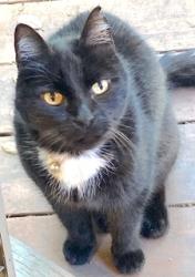 Lost Male Cat last seen In front of Palo Verde Elementary School, Palo Alto, CA 94306