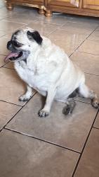 Reunited Female Dog last seen Jefferson St and Andrea Ave, Somerton, AZ 85350