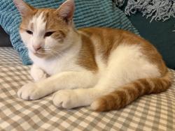 Lost Male Cat last seen Lime Street WV3, West Midlands, England WV3 0AN