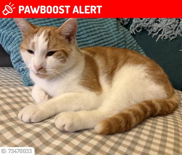Lost Male Cat last seen Lime Street WV3, West Midlands, England WV3 0AN