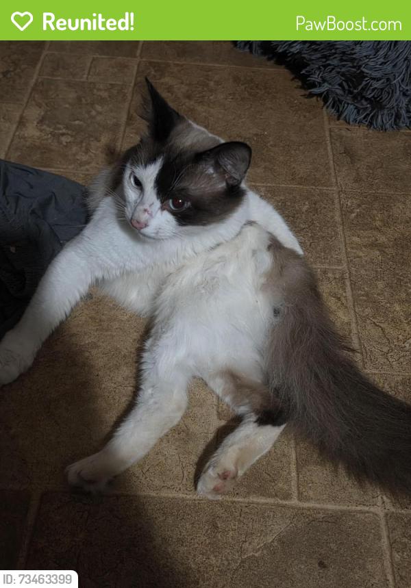 Reunited Male Cat last seen Cherryview neighborhood, Winston-Salem, NC 27105