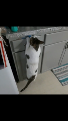 Lost Male Cat last seen Barrington, Halifax, NS 