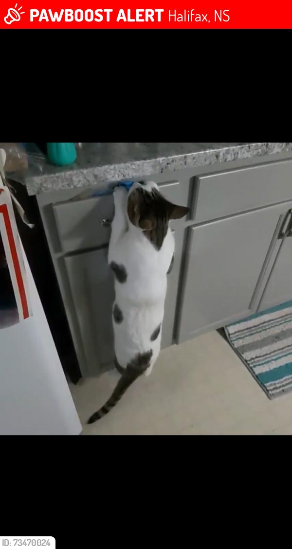 Lost Male Cat last seen Barrington, Halifax, NS 