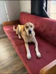 Lost Female Dog last seen County Rd 4715, Leonard, TX 75452