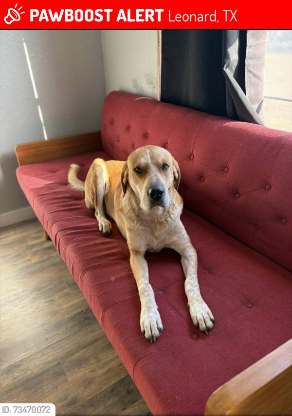 Lost Female Dog last seen County Rd 4715, Leonard, TX 75452