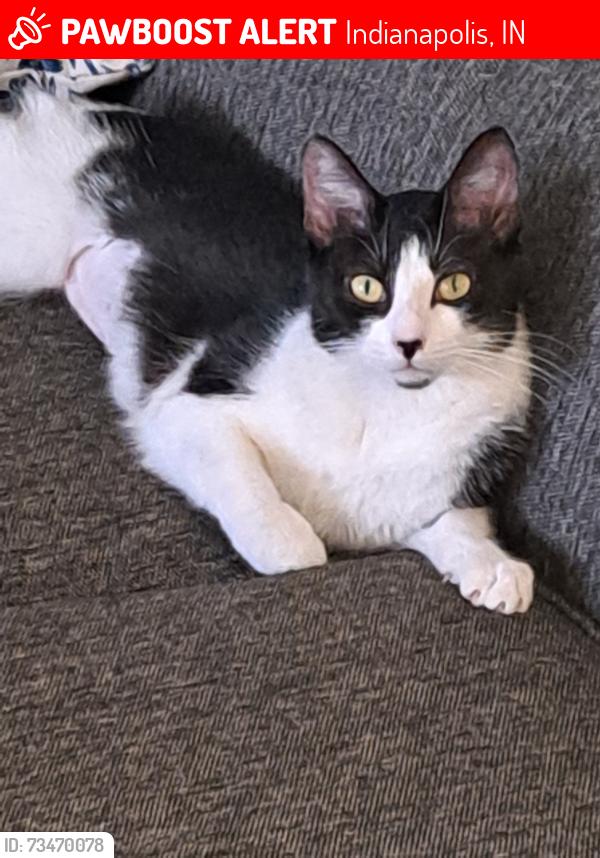 Lost Female Cat last seen W. 21st Street and Country Club Road, Indianapolis, IN 46234