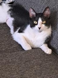 Lost Female Cat last seen W. 21st Street and Country Club Road, Indianapolis, IN 46234