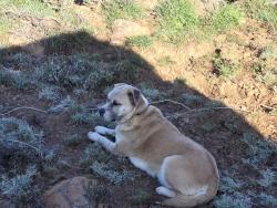 Lost Male Dog last seen Behind motell six playing with a black dig., Oakland, CA 94606