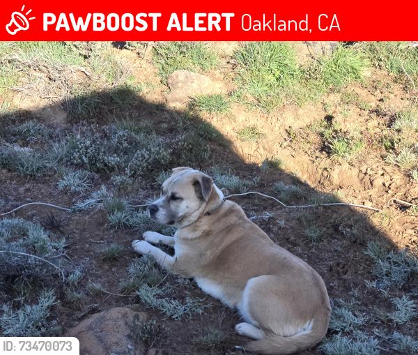 Lost Male Dog last seen Behind motell six playing with a black dig., Oakland, CA 94606