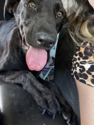 Lost Female Dog last seen Springfield flea market, Springfield, SC 29107