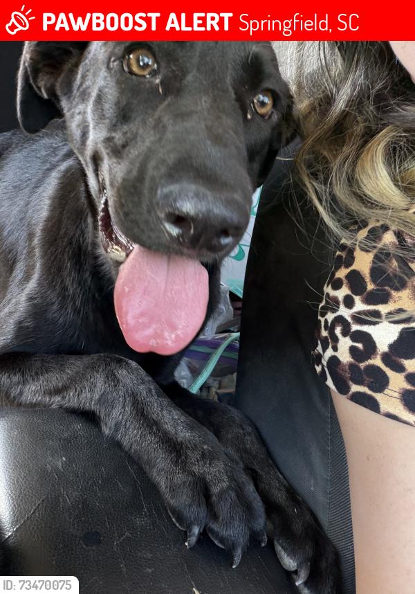 Lost Female Dog last seen Springfield flea market, Springfield, SC 29107