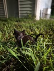 Found/Stray Unknown Cat last seen Larkspur ln/ Gollihar, Corpus Christi, TX 78416