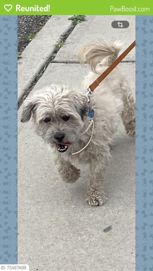 Reunited Male Dog last seen Near 5th Avenue, Huntington Station, Huntington Station, NY 11746