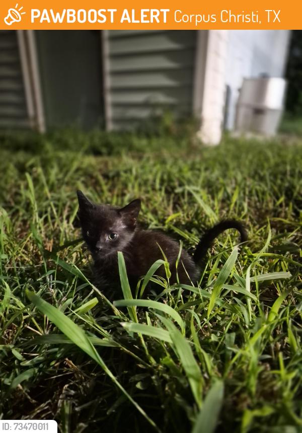 Found/Stray Unknown Cat last seen Larkspur ln/ Gollihar, Corpus Christi, TX 78416