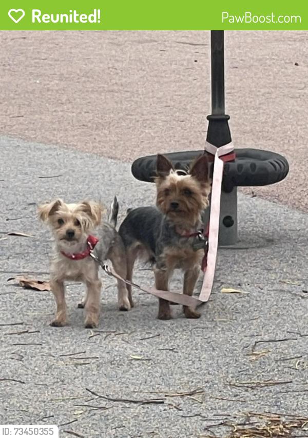 Reunited Female Dog last seen Conway, Milpitas, CA 95035