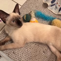 Shelter Stray Female Cat last seen , 8020 Washington St, Port Richey, FL 34668, USA