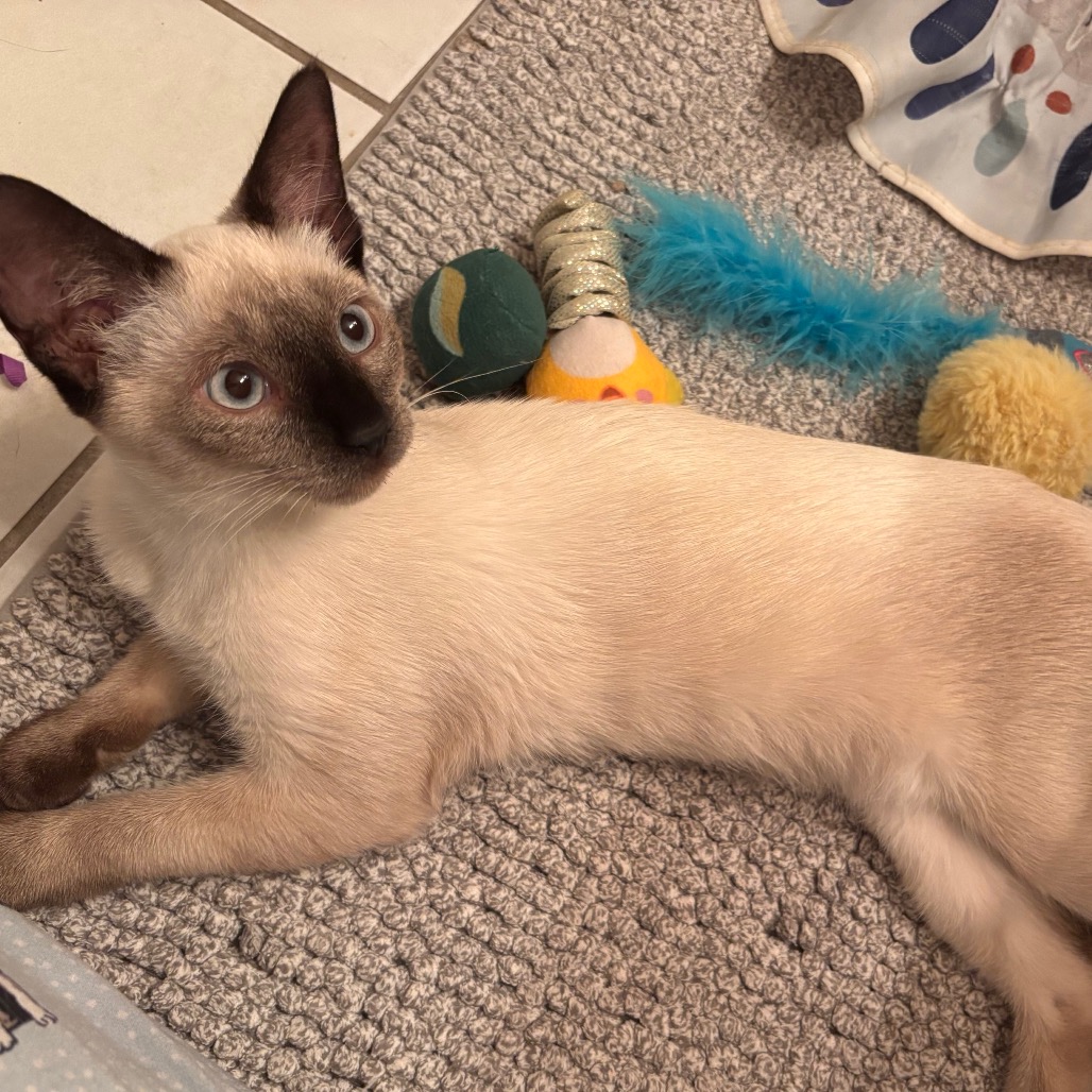 Shelter Stray Female Cat last seen , 8020 Washington St, Port Richey, FL 34668, USA