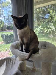 Reunited Male Cat last seen Sylvester Ct and Merritt Path, Rocky Point, NY 11778