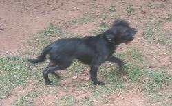 Found/Stray Unknown Dog last seen Morton road, Athens, GA 30605