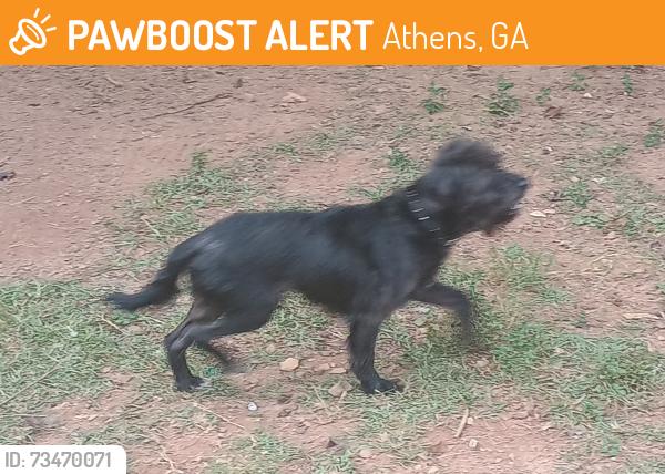Found/Stray Unknown Dog last seen Morton road, Athens, GA 30605