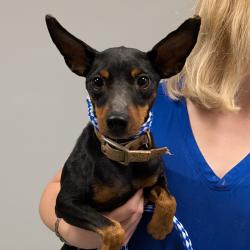 Shelter Stray Male Dog last seen , 328 Furman Hall Rd, Greenville, SC 29609, USA