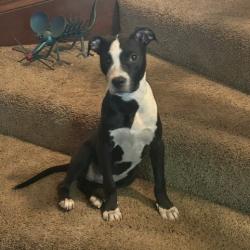Shelter Stray Female Dog last seen , 2350 Appling City Cove, Memphis, TN 38133, USA