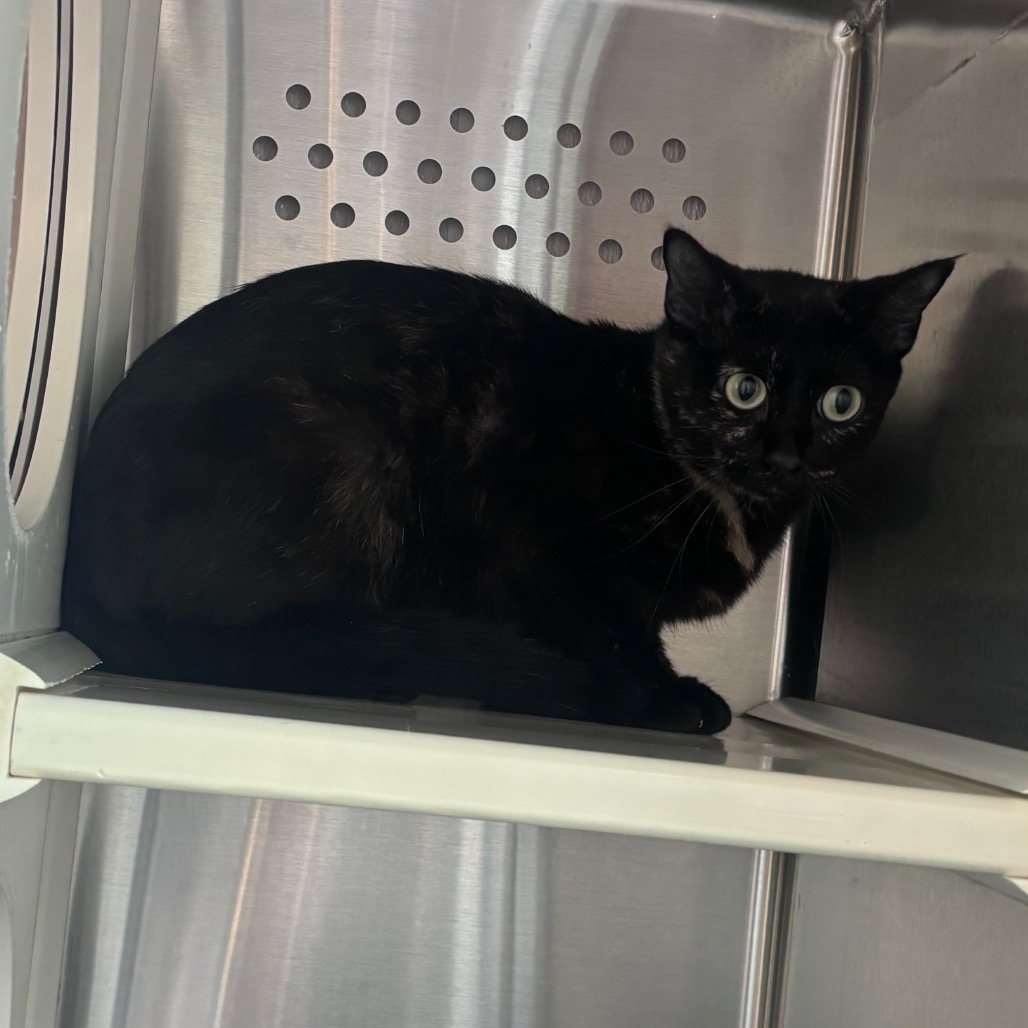 Shelter Stray Female Cat last seen , 3428 S Jenkins Ave, Norman, OK 73072, USA