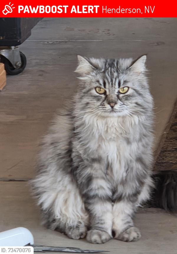 Lost Female Cat last seen Pinto and Roan off Wagon Wheel, Henderson, NV 89002