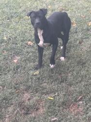 Found/Stray Male Dog last seen Woodbury and furlough ave, High Point, NC 27260